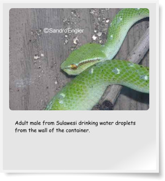 Adult male from Sulawesi drinking water droplets from the wall of the container.