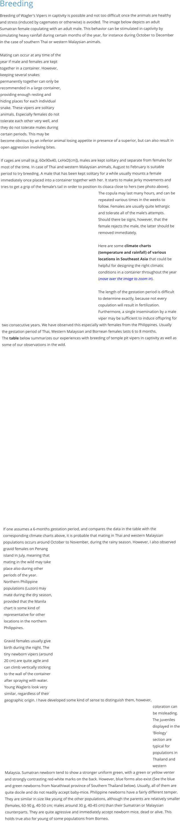 Breeding Breeding of Wagler's Vipers in captivity is possible and not too difficult once the animals are healthy and stress (induced by cagemates or otherwise) is avoided. The image below depicts an adult Sumatran female copulating with an adult male. This behavior can be stimulated in captivity by simulating heavy rainfall during certain months of the year, for instance during October to December in the case of southern Thai or western Malaysian animals.  Mating can occur at any time of the year if male and females are kept together in a container. However, keeping several snakes permanently together can only be recommended in a large container, providing enough resting and hiding places for each individual snake. These vipers are solitary animals. Especially females do not tolerate each other very well, and they do not tolerate males during certain periods. This may be become obvious by an inferior animal losing appetite in presence of a superior, but can also result in open aggression involving bites.  If cages are small (e.g. 60x90x40, LxHxD[cm]), males are kept solitary and separate from females for most of the time. In case of Thai and western Malaysian animals, August to February is suitable period to try breeding. A male that has been kept solitary for a while usually mounts a female immediately once placed into a container together with her. It starts to make jerky movements and tries to get a grip of the female's tail in order to position its cloaca close to hers (see photo above). The copula may last many hours, and can be repeated various times in the weeks to follow. Females are usually quite lethargic and tolerate all of the male's attempts. Should there be signs, however, that the female rejects the male, the latter should be removed immediately.  Here are some climate charts (temperature and rainfall) of various locations in Southeast Asia that could be helpful for designing the right climatic conditions in a container throughout the year (move over the image to zoom in).  The length of the gestation period is difficult to determine exactly, because not every copulation will result in fertilization. Furthermore, a single insemination by a male viper may be sufficient to induce offspring for two consecutive years. We have observed this especially with females from the Philippines. Usually the gestation period of Thai, Western Malaysian and Bornean females lasts 6 to 8 months. The table below summarizes our experiences with breeding of temple pit vipers in captivity as well as some of our observations in the wild.              If one assumes a 6-months gestation period, and compares the data in the table with the corresponding climate charts above, it is probable that mating in Thai and western Malaysian populations occurs around October to November, during the rainy season. However, I also observed gravid females on Penang island in July, meaning that mating in the wild may take place also during other periods of the year. Northern Philippine populations (Luzon) may mate during the dry season, provided that the Manila chart is some kind of representative for other locations in the northern Philippines.  Gravid females usually give birth during the night. The tiny newborn vipers (around 20 cm) are quite agile and can climb vertically sticking to the wall of the container after spraying with water. Young Wagleris look very similar, regardless of their geographic origin. I have developed some kind of sense to distinguish them, however, coloration can be misleading. The juveniles displayed in the 'Biology' section are typical for populations in Thailand and western Malaysia. Sumatran newborn tend to show a stronger uniform green, with a green or yellow venter and strongly contrasting red-white marks on the back. However, blue forms also exist (See the blue and green newborns from Narathiwat province of Southern Thailand below). Usually, all of them are quite docile and do not readily accept baby-mice. Philippine newborns have a fairly different temper. They are similar in size like young of the other populations, although the parents are relatively smaller (females, 60-90 g, 40-50 cm; males around 30 g, 40-45 cm) than their Sumatran or Malaysian counterparts. They are quite agressive and immediately accept newborn mice, dead or alive. This holds true also for young of some populations from Borneo.