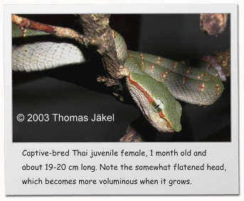 Captive-bred Thai juvenile female, 1 month old and about 19-20 cm long. Note the somewhat flatened head, which becomes more voluminous when it grows.