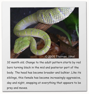 32 month old. Change to the adult pattern starts by red bars turning black in the mid and posterior part of the body. The head has become broader and bulkier. Like its siblings, this female has become increasingly aggressive, day and night, snapping at everything that appears to be prey and moves.