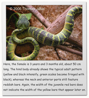 Here, the female is 3 years and 3 months old, about 50 cm long. The hind body already shows the typical adult pattern (yellow and black intensify, green scales become fringed with black), whereas the neck and anterior parts still feature reddish bars. Again, the width of the juvenile red bars does not indicate the width of the yellow bars that appear later on.