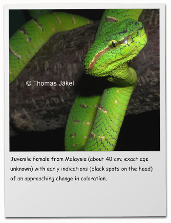 Juvenile female from Malaysia (about 40 cm; exact age unknown) with early indications (black spots on the head) of an approaching change in coloration.