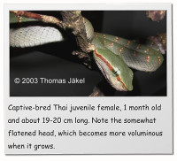 Captive-bred Thai juvenile female, 1 month old and about 19-20 cm long. Note the somewhat flatened head, which becomes more voluminous when it grows.