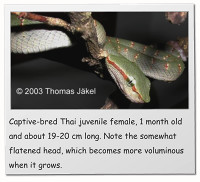 Captive-bred Thai juvenile female, 1 month old and about 19-20 cm long. Note the somewhat flatened head, which becomes more voluminous when it grows.