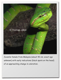 Juvenile female from Malaysia (about 40 cm; exact age unknown) with early indications (black spots on the head) of an approaching change in coloration.
