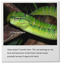 Same animal 7 months later. The red markings on the back and head have turned black. Dorsal scales gradually become fringed with black.