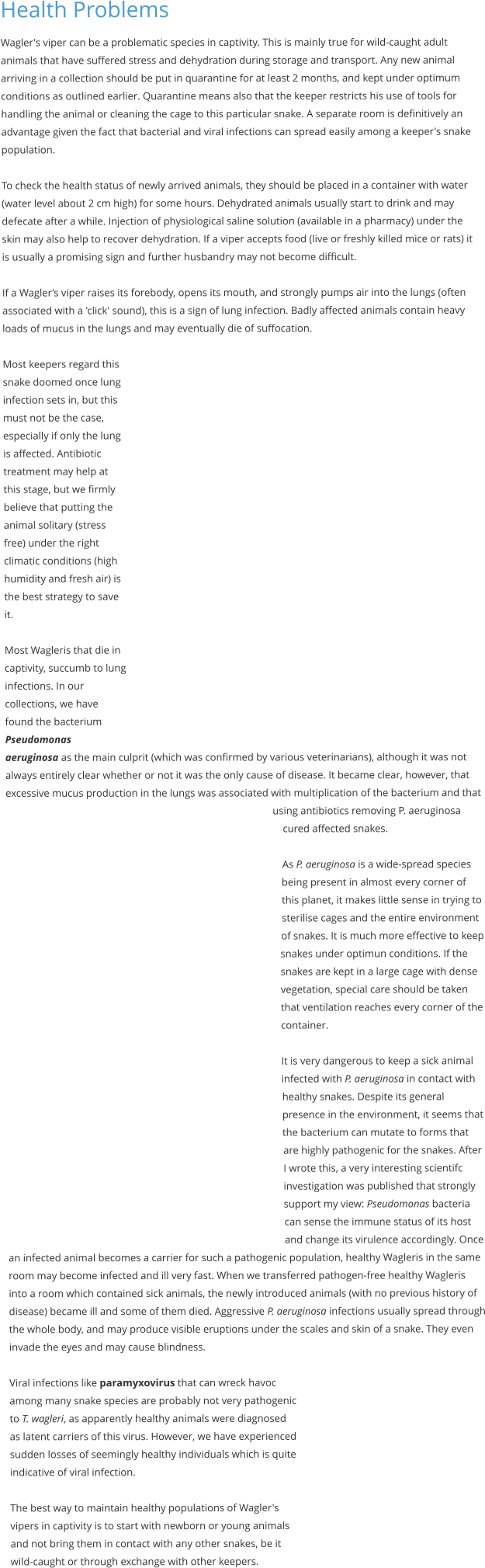 Health Problems Wagler's viper can be a problematic species in captivity. This is mainly true for wild-caught adult animals that have suffered stress and dehydration during storage and transport. Any new animal arriving in a collection should be put in quarantine for at least 2 months, and kept under optimum conditions as outlined earlier. Quarantine means also that the keeper restricts his use of tools for handling the animal or cleaning the cage to this particular snake. A separate room is definitively an advantage given the fact that bacterial and viral infections can spread easily among a keeper's snake population.  To check the health status of newly arrived animals, they should be placed in a container with water (water level about 2 cm high) for some hours. Dehydrated animals usually start to drink and may defecate after a while. Injection of physiological saline solution (available in a pharmacy) under the skin may also help to recover dehydration. If a viper accepts food (live or freshly killed mice or rats) it is usually a promising sign and further husbandry may not become difficult.  If a Wagler’s viper raises its forebody, opens its mouth, and strongly pumps air into the lungs (often associated with a 'click' sound), this is a sign of lung infection. Badly affected animals contain heavy loads of mucus in the lungs and may eventually die of suffocation.  Most keepers regard this snake doomed once lung infection sets in, but this must not be the case, especially if only the lung is affected. Antibiotic treatment may help at this stage, but we firmly believe that putting the animal solitary (stress free) under the right climatic conditions (high humidity and fresh air) is the best strategy to save it.  Most Wagleris that die in captivity, succumb to lung infections. In our collections, we have found the bacterium Pseudomonas aeruginosa as the main culprit (which was confirmed by various veterinarians), although it was not always entirely clear whether or not it was the only cause of disease. It became clear, however, that excessive mucus production in the lungs was associated with multiplication of the bacterium and that using antibiotics removing P. aeruginosa cured affected snakes.  As P. aeruginosa is a wide-spread species being present in almost every corner of this planet, it makes little sense in trying to sterilise cages and the entire environment of snakes. It is much more effective to keep snakes under optimun conditions. If the snakes are kept in a large cage with dense vegetation, special care should be taken that ventilation reaches every corner of the container.  It is very dangerous to keep a sick animal infected with P. aeruginosa in contact with healthy snakes. Despite its general presence in the environment, it seems that the bacterium can mutate to forms that are highly pathogenic for the snakes. After I wrote this, a very interesting scientifc investigation was published that strongly support my view: Pseudomonas bacteria can sense the immune status of its host and change its virulence accordingly. Once an infected animal becomes a carrier for such a pathogenic population, healthy Wagleris in the same room may become infected and ill very fast. When we transferred pathogen-free healthy Wagleris into a room which contained sick animals, the newly introduced animals (with no previous history of disease) became ill and some of them died. Aggressive P. aeruginosa infections usually spread through the whole body, and may produce visible eruptions under the scales and skin of a snake. They even invade the eyes and may cause blindness.  Viral infections like paramyxovirus that can wreck havoc among many snake species are probably not very pathogenic to T. wagleri, as apparently healthy animals were diagnosed as latent carriers of this virus. However, we have experienced sudden losses of seemingly healthy individuals which is quite indicative of viral infection.  The best way to maintain healthy populations of Wagler's vipers in captivity is to start with newborn or young animals and not bring them in contact with any other snakes, be it wild-caught or through exchange with other keepers.