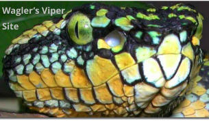 Wagler’s Viper Site