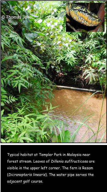 Typical habitat at Templer Park in Malaysia near forest stream. Leaves of Dillenia suffructicosa are visible in the upper left corner. The fern is Resam (Dicranopteris linearis). The water pipe serves the adjacent golf course.