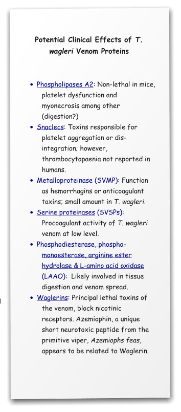 Potential Clinical Effects of T. wagleri Venom Proteins   •	Phospholipases A2: Non-lethal in mice, platelet dysfunction and myonecrosis among other (digestion?) •	Snaclecs: Toxins responsible for platelet aggregation or dis-integration; however, thrombocytopaenia not reported in humans. •	Metalloproteinase (SVMP): Function as hemorrhagins or anticoagulant toxins; small amount in T. wagleri. •	Serine proteinases (SVSPs): Procoagulant activity of T. wagleri venom at low level. •	Phosphodiesterase, phospho-monoesterase, arginine ester hydrolase & L-amino acid oxidase (LAAO):  Likely involved in tissue digestion and venom spread. •	Waglerins: Principal lethal toxins of the venom, block nicotinic receptors. Azemiophin, a unique short neurotoxic peptide from the primitive viper, Azemiophs feas, appears to be related to Waglerin.