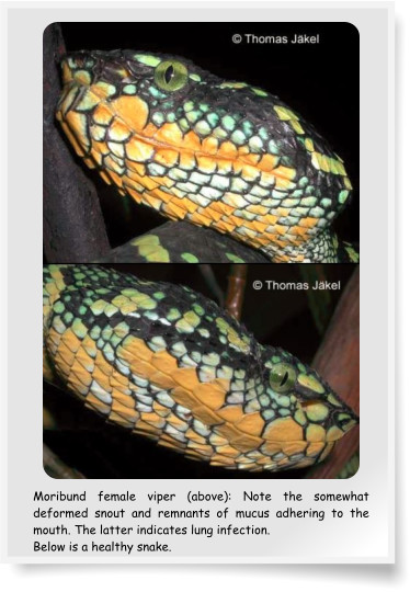 Moribund female viper (above): Note the somewhat deformed snout and remnants of mucus adhering to the mouth. The latter indicates lung infection. Below is a healthy snake.